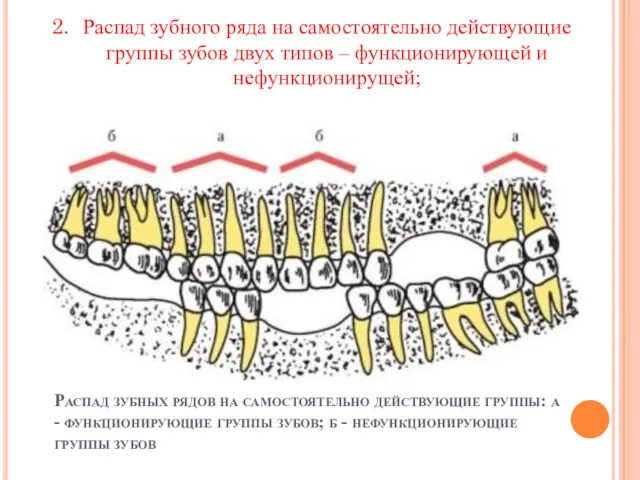 Распад зубных рядов на самостоятельно действующие группы: а - функционирующие