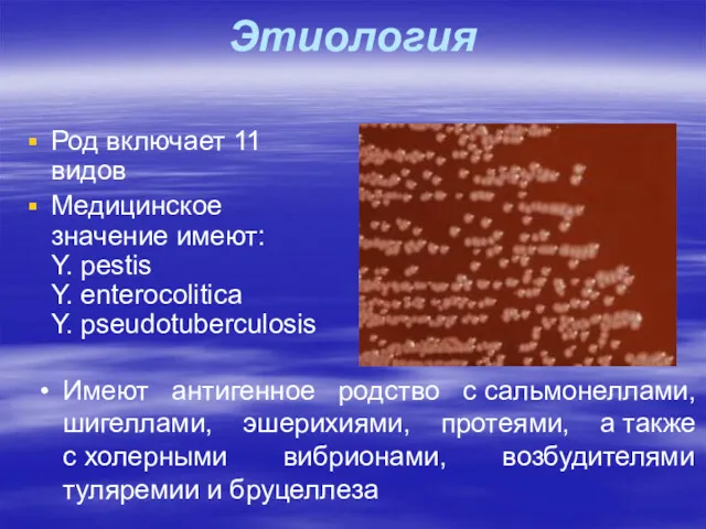 Этиология Род включает 11 видов Медицинское значение имеют: Y. pestis