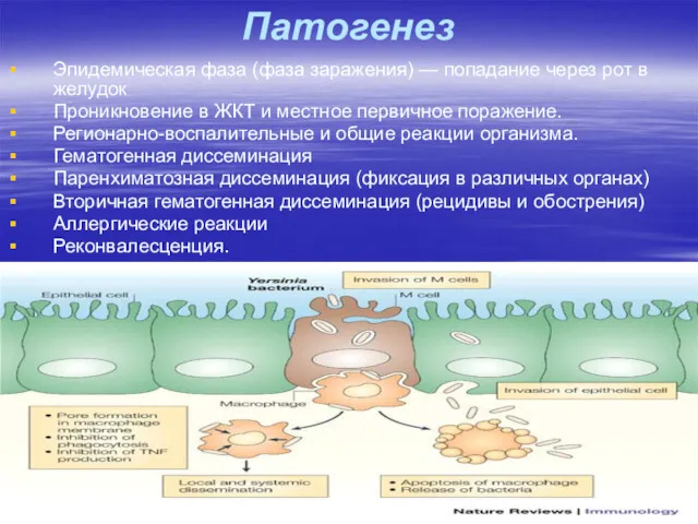 Патогенез Эпидемическая фаза (фаза заражения) — попадание через рот в
