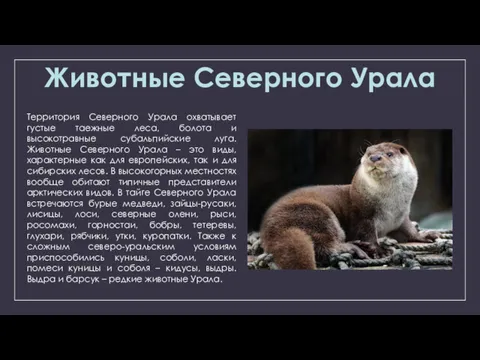 Животные Северного Урала Территория Северного Урала охватывает густые таежные леса, болота и высокотравные
