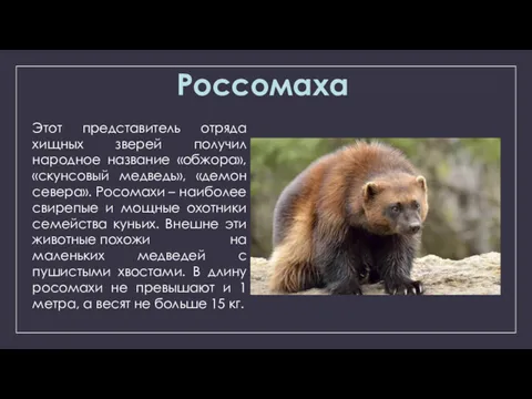 Россомаха Этот представитель отряда хищных зверей получил народное название «обжора», «скунсовый медведь», «демон