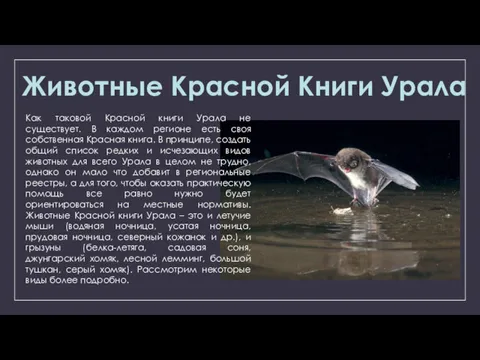 Животные Красной Книги Урала Как таковой Красной книги Урала не существует. В каждом