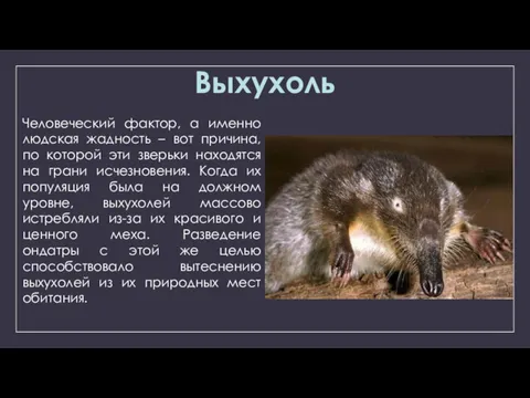 Выхухоль Человеческий фактор, а именно людская жадность – вот причина, по которой эти