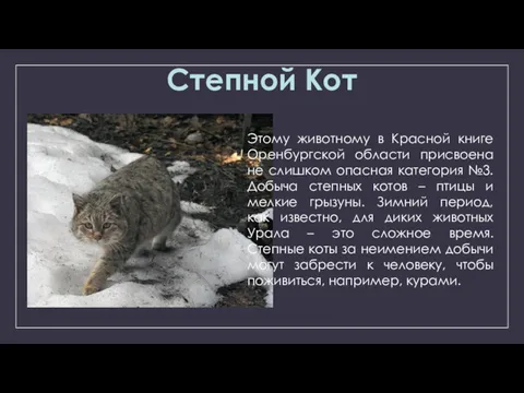 Степной Кот Этому животному в Красной книге Оренбургской области присвоена не слишком опасная