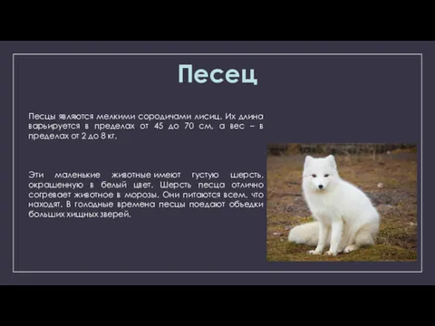 Песцы являются мелкими сородичами лисиц. Их длина варьируется в пределах от 45 до