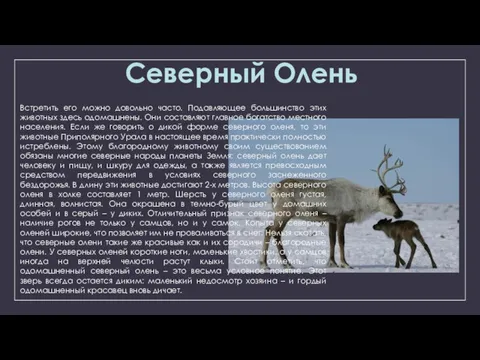 Встретить его можно довольно часто. Подавляющее большинство этих животных здесь одомашнены. Они составляют