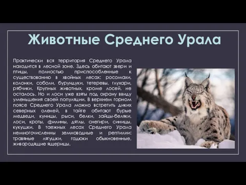 Животные Среднего Урала Практически вся территория Среднего Урала находится в лесной зоне. Здесь