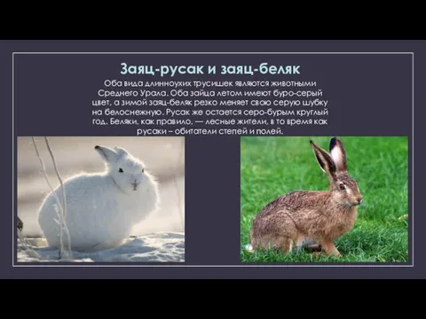 Заяц-русак и заяц-беляк Оба вида длинноухих трусишек являются животными Среднего Урала. Оба зайца