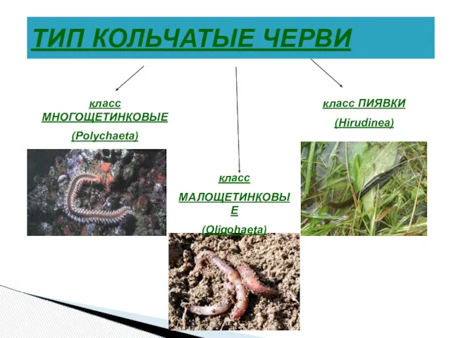 ТИП КОЛЬЧАТЫЕ ЧЕРВИ класс МНОГОЩЕТИНКОВЫЕ (Polychaeta) класс ПИЯВКИ (Hirudinea) класс МАЛОЩЕТИНКОВЫЕ (Oligohaeta)