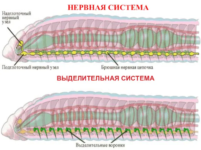 НЕРВНАЯ СИСТЕМА ВЫДЕЛИТЕЛЬНАЯ СИСТЕМА