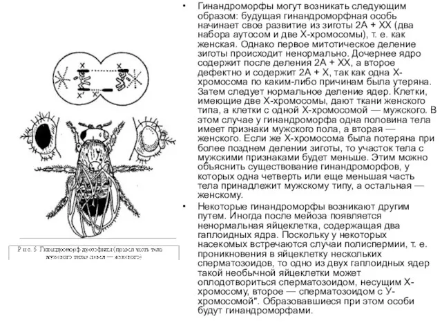 Гинандроморфы могут возникать следующим образом: будущая гинандроморфная особь начинает свое