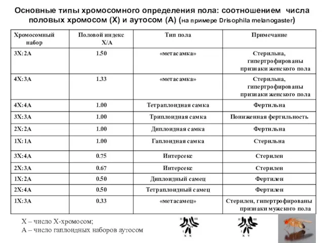 Основные типы хромосомного определения пола: соотношением числа половых хромосом (Х)