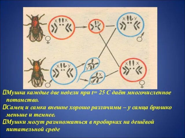 Мушка каждые две недели при t= 25 С даёт многочисленное