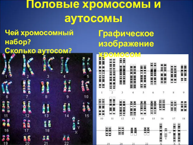 Половые хромосомы и аутосомы Чей хромосомный набор? Сколько аутосом? Графическое изображение хромосом