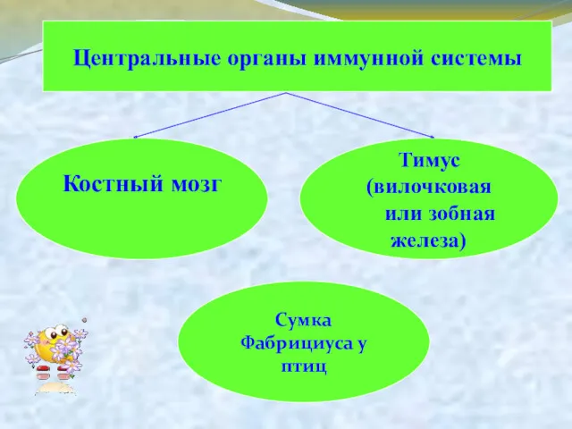 Центральные органы иммунной системы Тимус (вилочковая или зобная железа) Костный мозг Сумка Фабрициуса у птиц