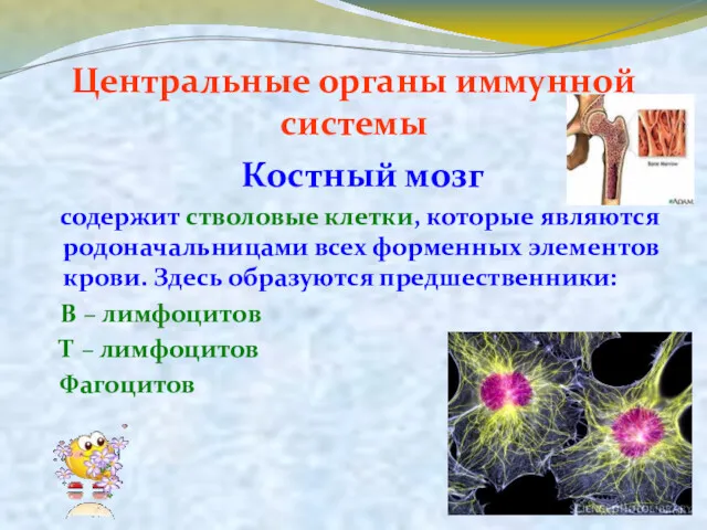 Центральные органы иммунной системы Костный мозг содержит стволовые клетки, которые являются родоначальницами всех
