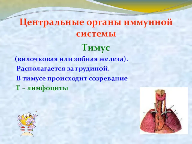 Центральные органы иммунной системы Тимус (вилочковая или зобная железа). Располагается за грудиной. В