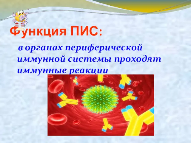 Функция ПИС: в органах периферической иммунной системы проходят иммунные реакции