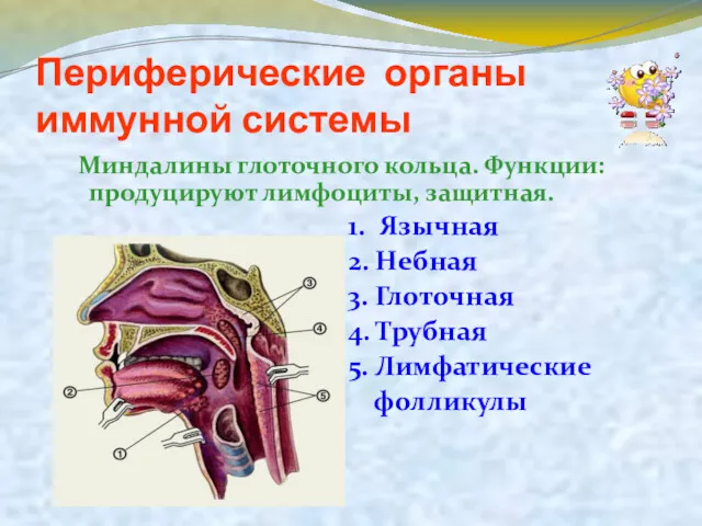 Периферические органы иммунной системы Миндалины глоточного кольца. Функции: продуцируют лимфоциты, защитная. 1. Язычная