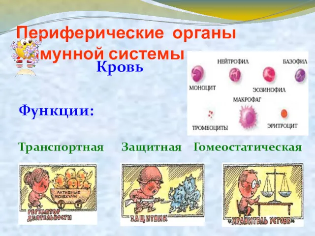 Периферические органы иммунной системы Кровь Функции: Транспортная Защитная Гомеостатическая
