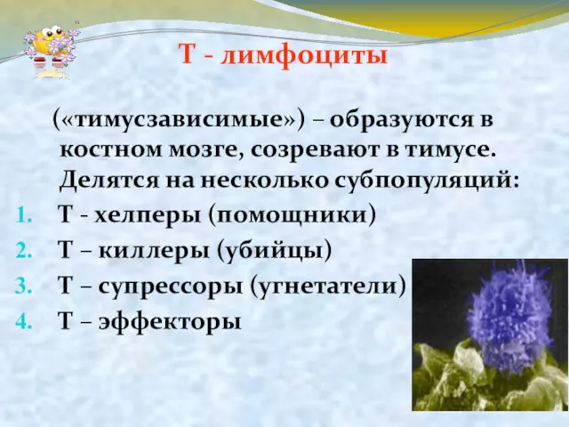 Т - лимфоциты («тимусзависимые») – образуются в костном мозге, созревают в тимусе. Делятся