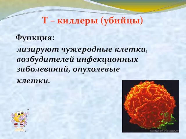 Т – киллеры (убийцы) Функция: лизируют чужеродные клетки, возбудителей инфекционных заболеваний, опухолевые клетки.
