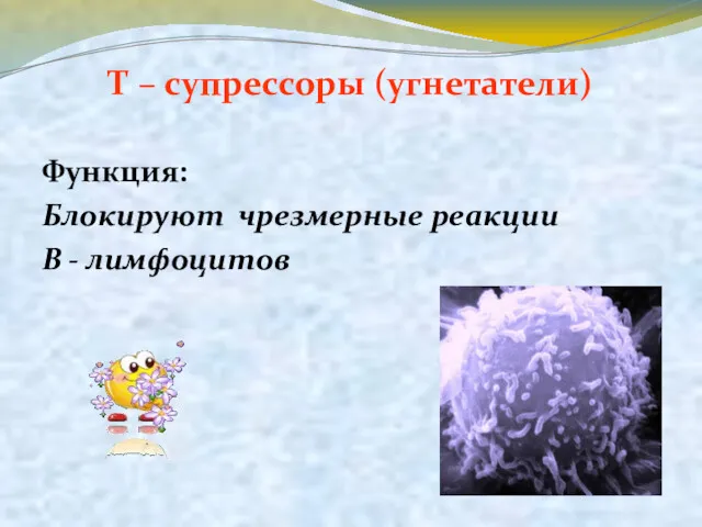Т – супрессоры (угнетатели) Функция: Блокируют чрезмерные реакции В - лимфоцитов