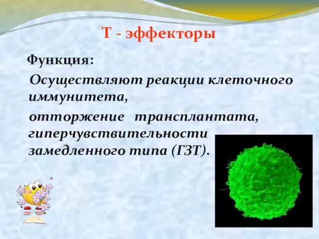 Т - эффекторы Функция: Осуществляют реакции клеточного иммунитета, отторжение трансплантата, гиперчувствительности замедленного типа (ГЗТ).