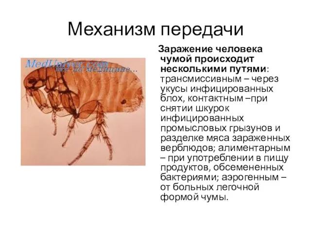 Механизм передачи Заражение человека чумой происходит несколькими путями: трансмиссивным – через укусы инфицированных