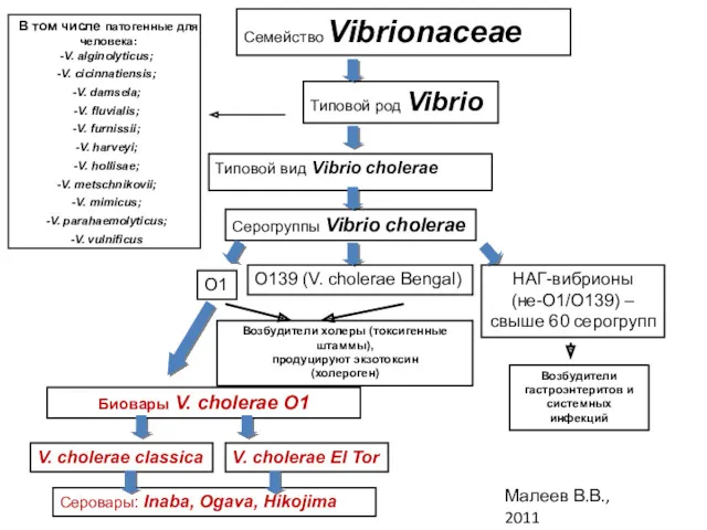 Семейство Vibrionaceae Типовой род Vibrio Типовой вид Vibrio cholerae Серогруппы