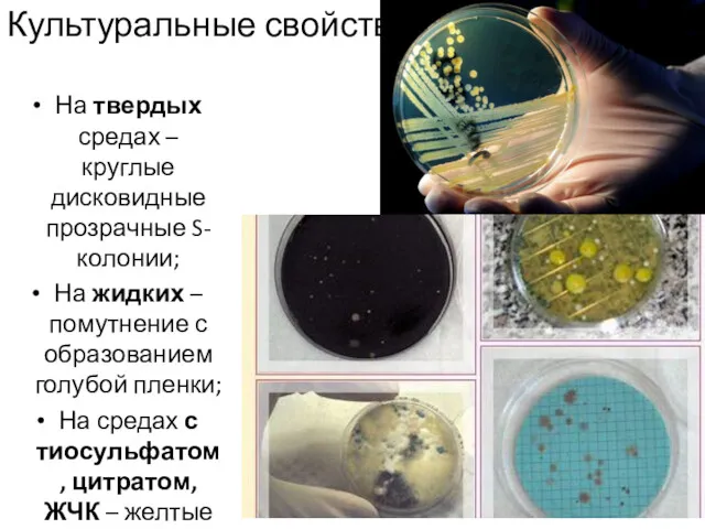 Культуральные свойства На твердых средах – круглые дисковидные прозрачные S-колонии; На жидких –