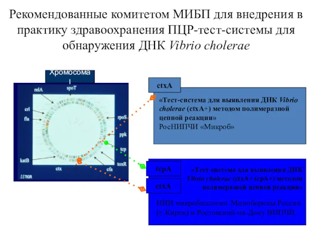«Тест-система для выявления ДНК Vibrio cholerae (ctxA+ tcpA+) методом полимеразной цепной реакции» НИИ