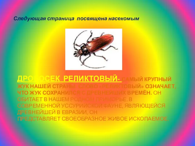 ДРОВОСЕК РЕЛИКТОВЫЙ- САМЫЙ КРУПНЫЙ ЖУК НАШЕЙ СТРАНЫ. СЛОВО «РЕЛИКТОВЫЙ» ОЗНАЧАЕТ,