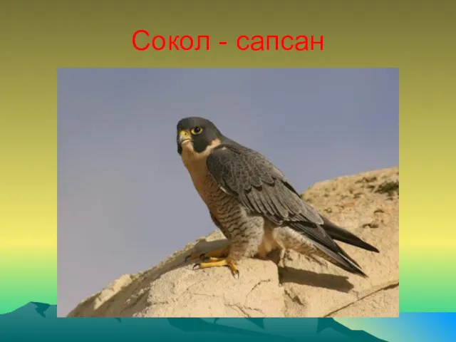 Сокол - сапсан