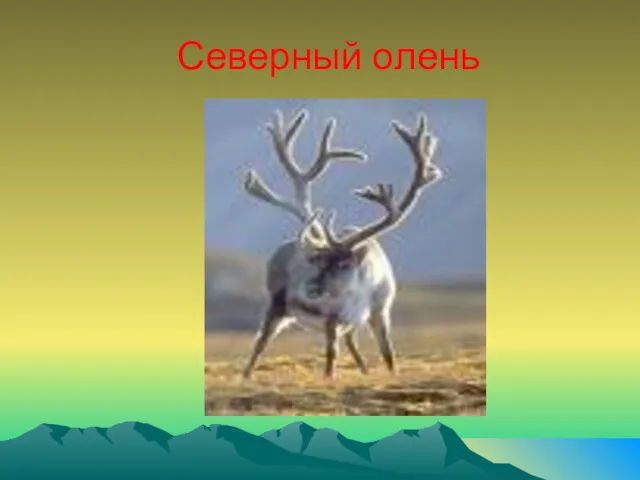 Северный олень