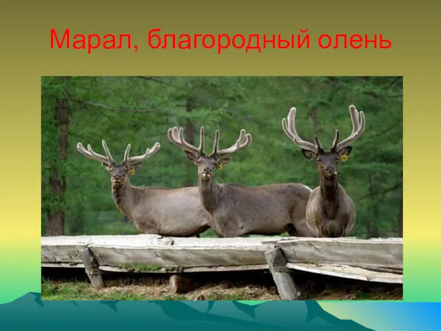 Марал, благородный олень