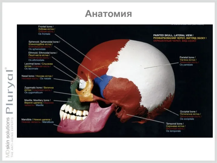 Анатомия