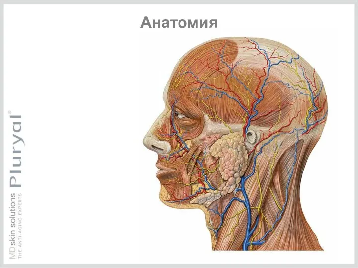 Анатомия