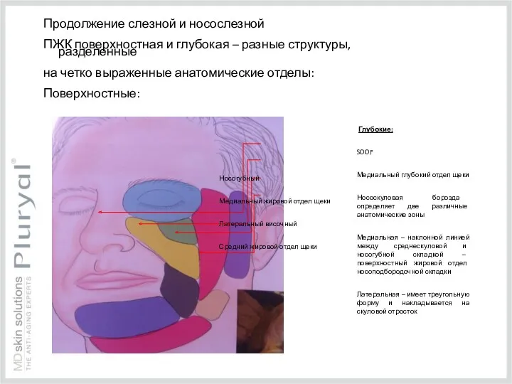 Глубокие: SOOF Медиальный глубокий отдел щеки Нососкуловая борозда определяет две