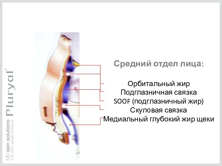 Средний отдел лица: Орбитальный жир Подглазничная связка SOOF (подглазничный жир) Скуловая связка Медиальный глубокий жир щеки