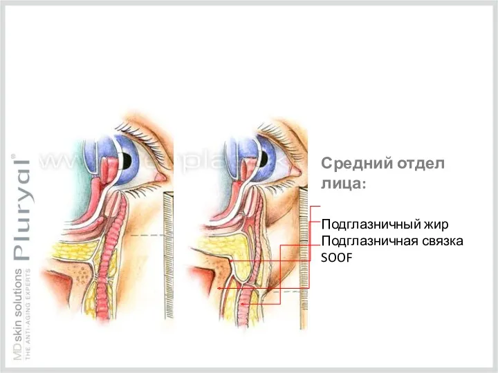 Средний отдел лица: Подглазничный жир Подглазничная связка SOOF