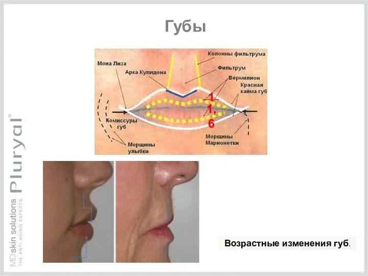 Возрастные изменения губ. Губы