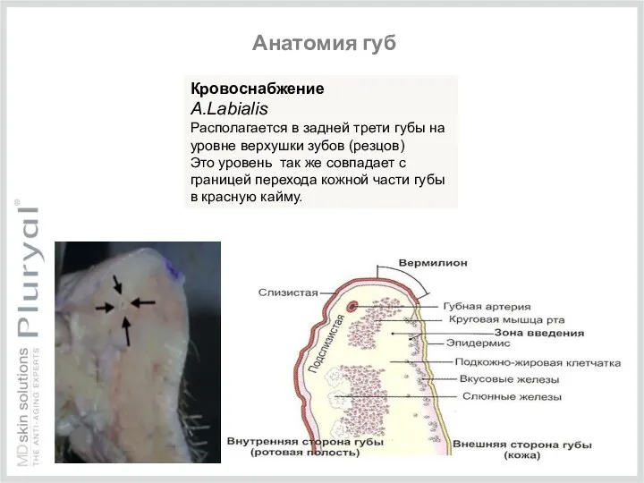 Кровоснабжение А.Labialis Располагается в задней трети губы на уровне верхушки зубов (резцов) Это