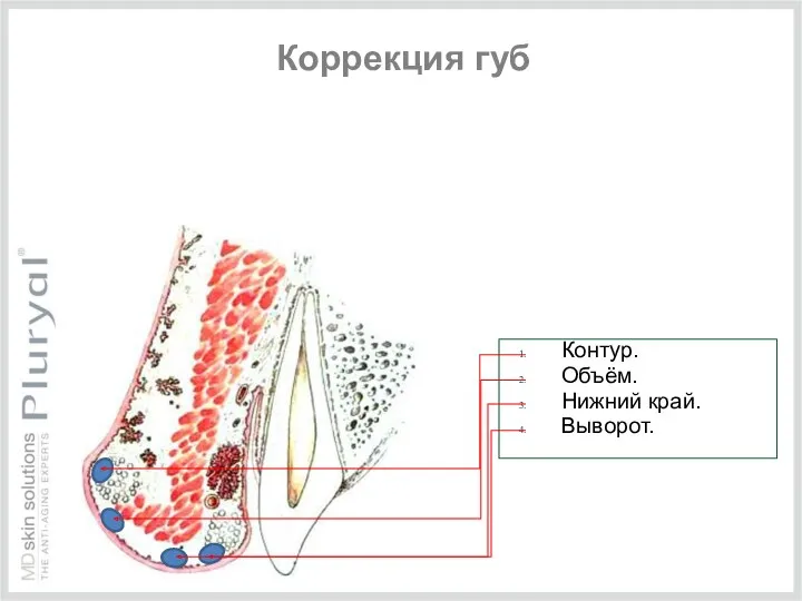 Контур. Объём. Нижний край. Выворот. Коррекция губ