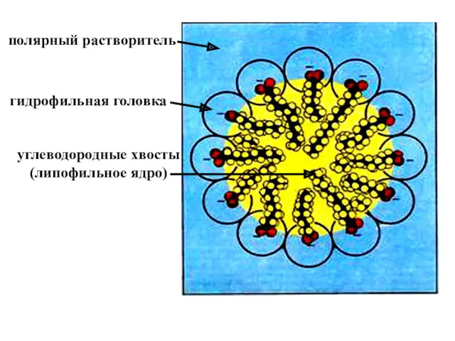 полярный растворитель гидрофильная головка углеводородные хвосты (липофильное ядро)