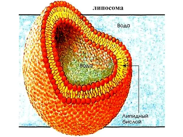 липосома