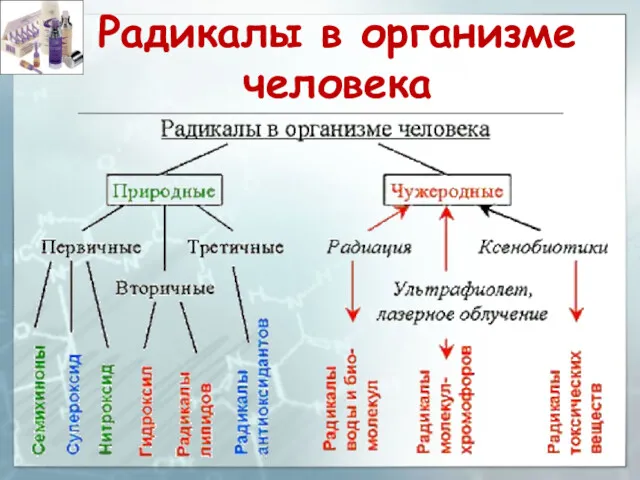 Радикалы в организме человека