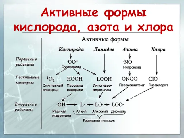 Активные формы кислорода, азота и хлора