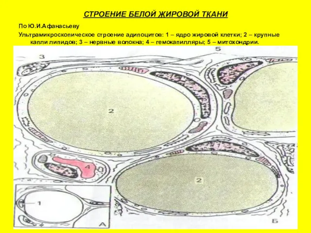 СТРОЕНИЕ БЕЛОЙ ЖИРОВОЙ ТКАНИ По Ю.И.Афанасьеву Ультрамикроскопическое строение адипоцитов: 1