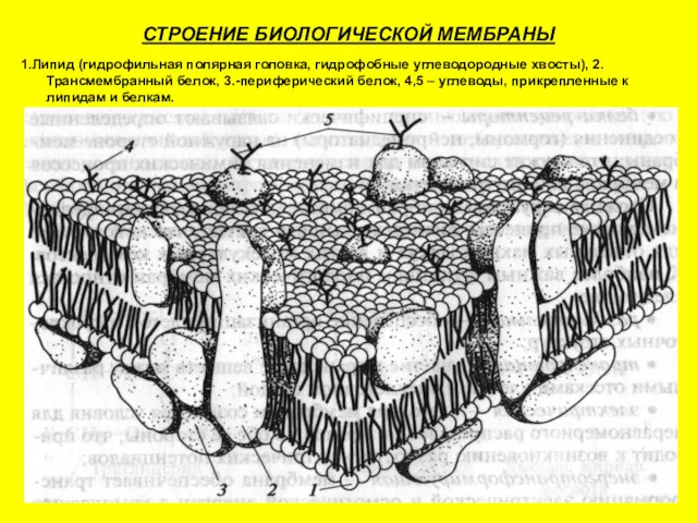 СТРОЕНИЕ БИОЛОГИЧЕСКОЙ МЕМБРАНЫ 1.Липид (гидрофильная полярная головка, гидрофобные углеводородные хвосты),